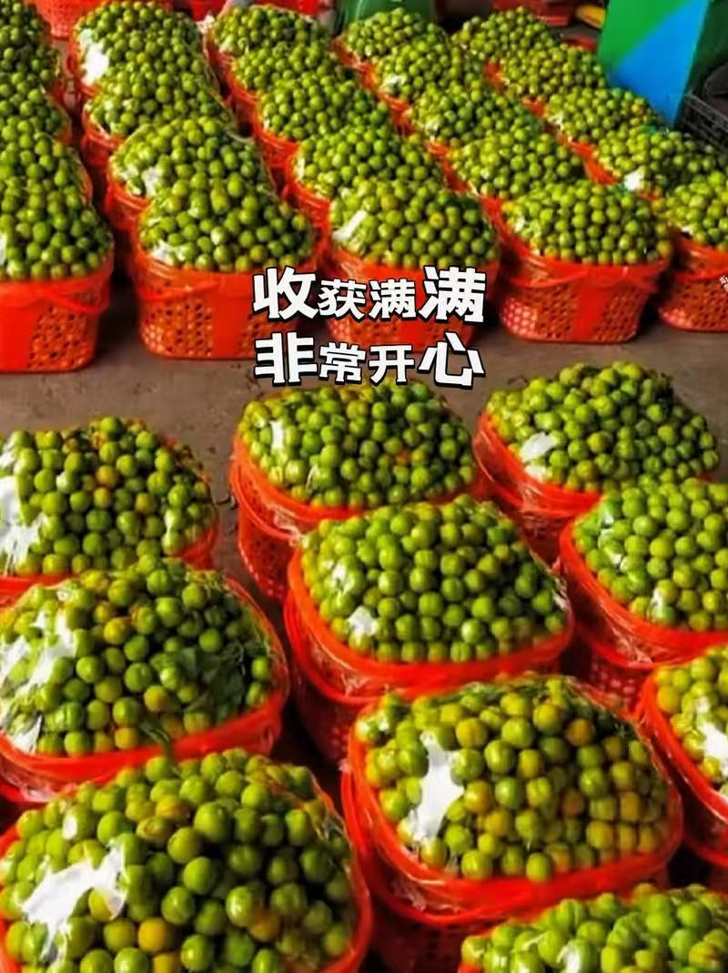 《精选》陕西蜂糖李大量预定中基地直发保质保量现摘现发