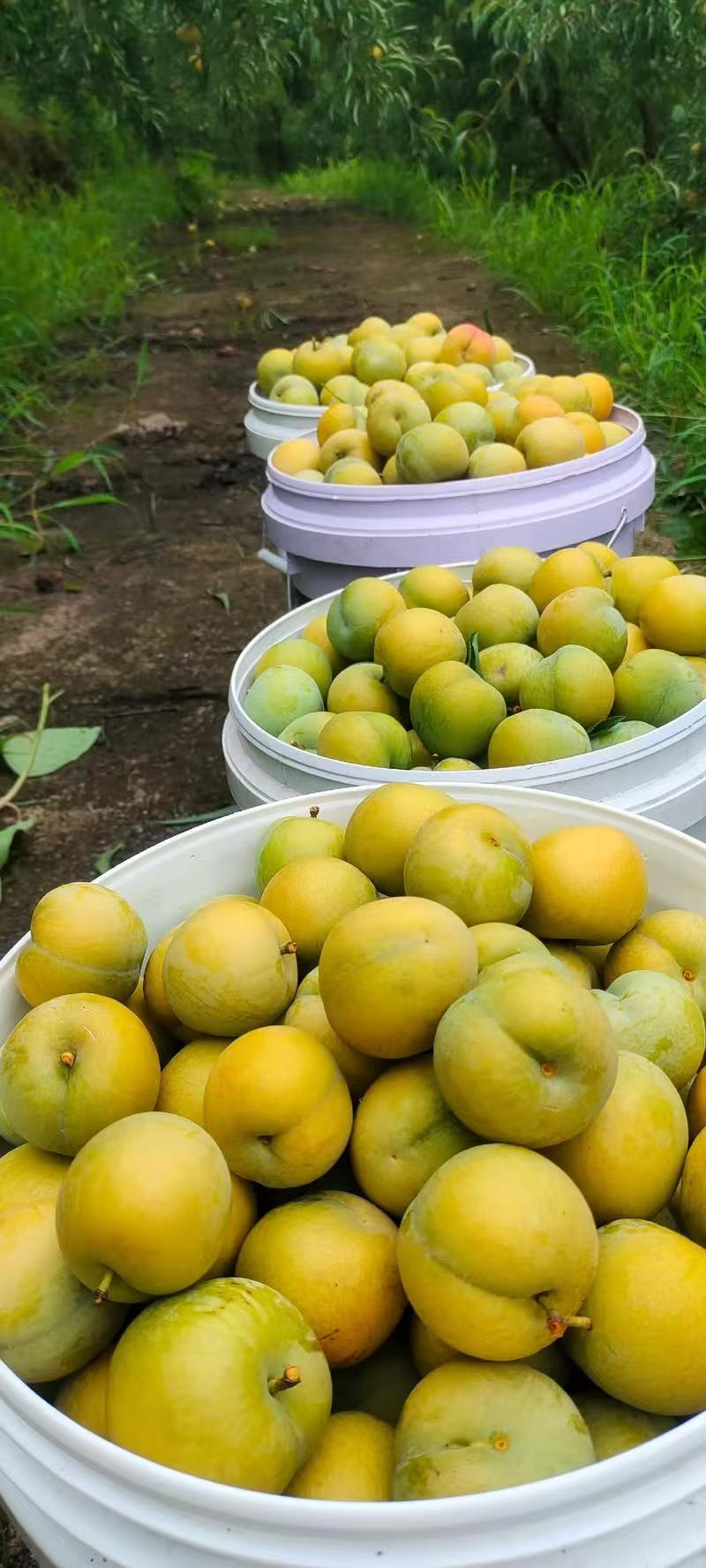 《精选》陕西蜂糖李大量预定中基地直发保质保量现摘现发