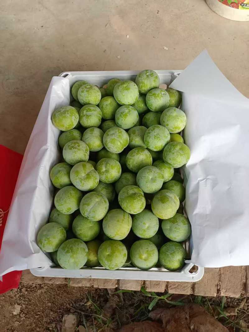 《精选》陕西蜂糖李大量预定中基地直发保质保量现摘现发