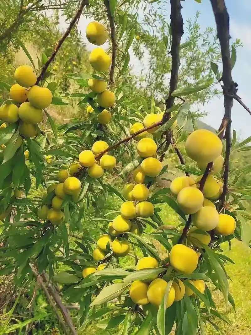 《精选》陕西蜂糖李大量预定中基地直发保质保量现摘现发