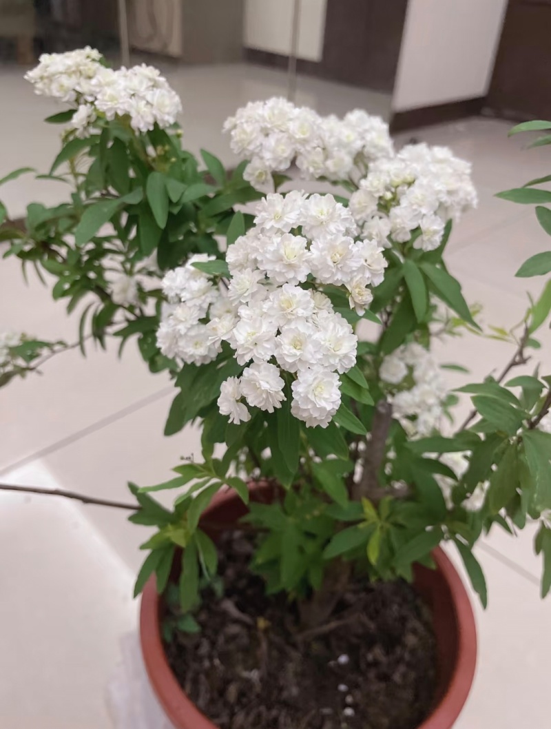 重瓣绣线菊袋苗可用于庭院工程绿化全国各地可发货