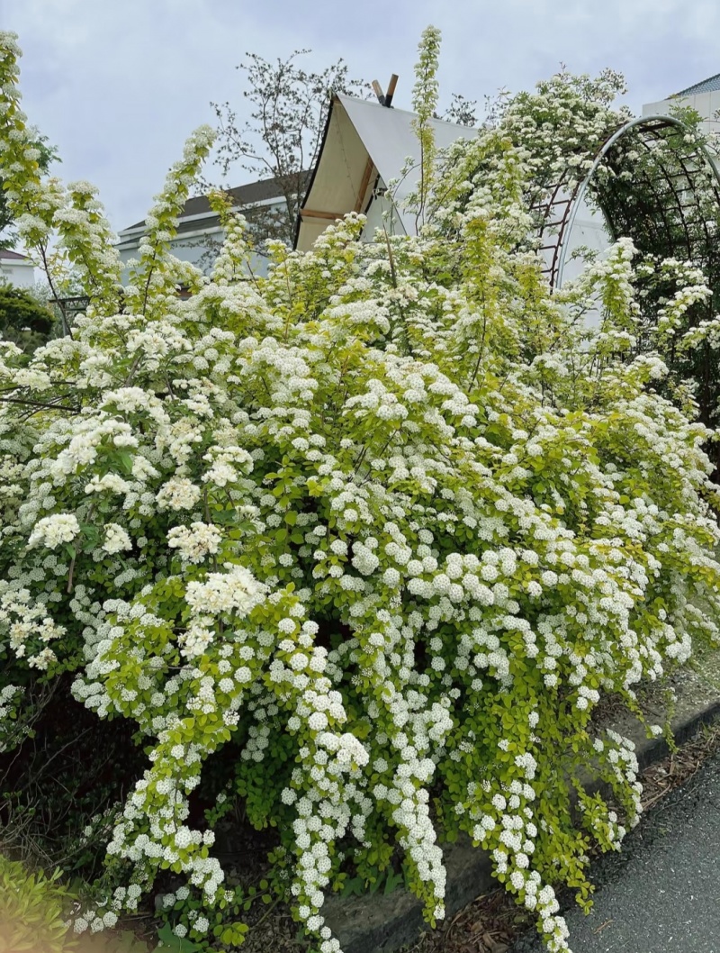 重瓣绣线菊袋苗可用于庭院工程绿化全国各地可发货