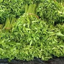 广东树子菜