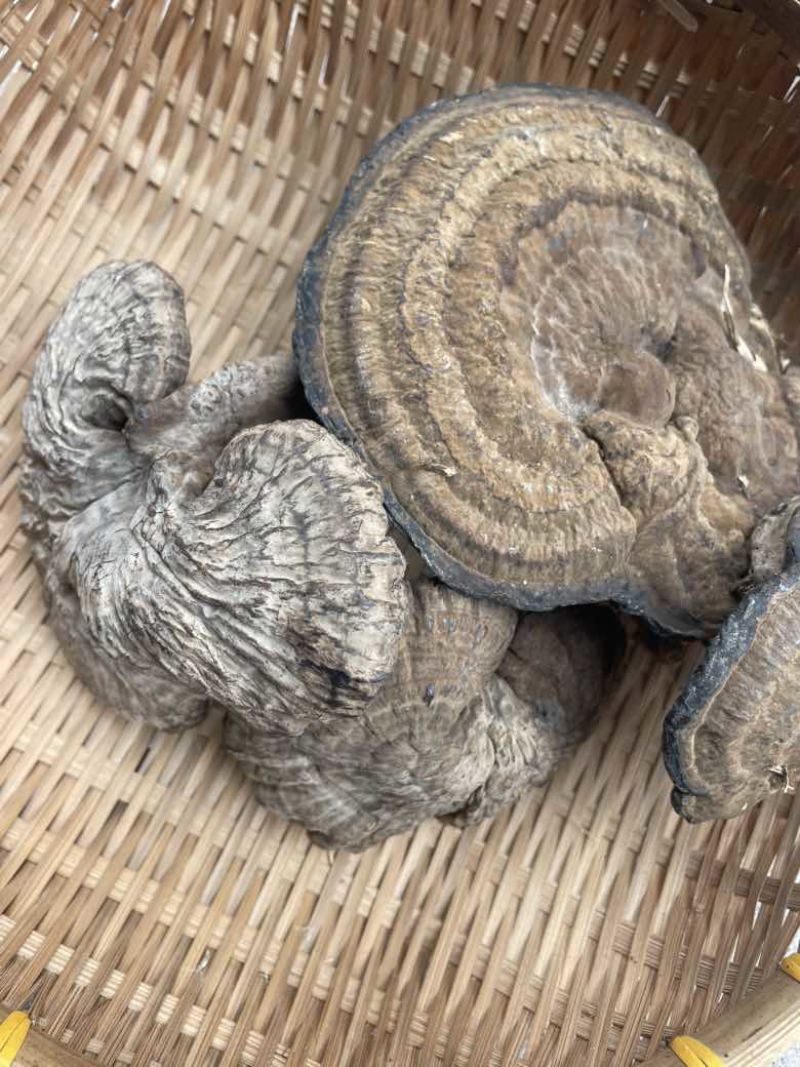 野生新货血灵芝香血灵芝黑肉灵芝质量保证一手货源