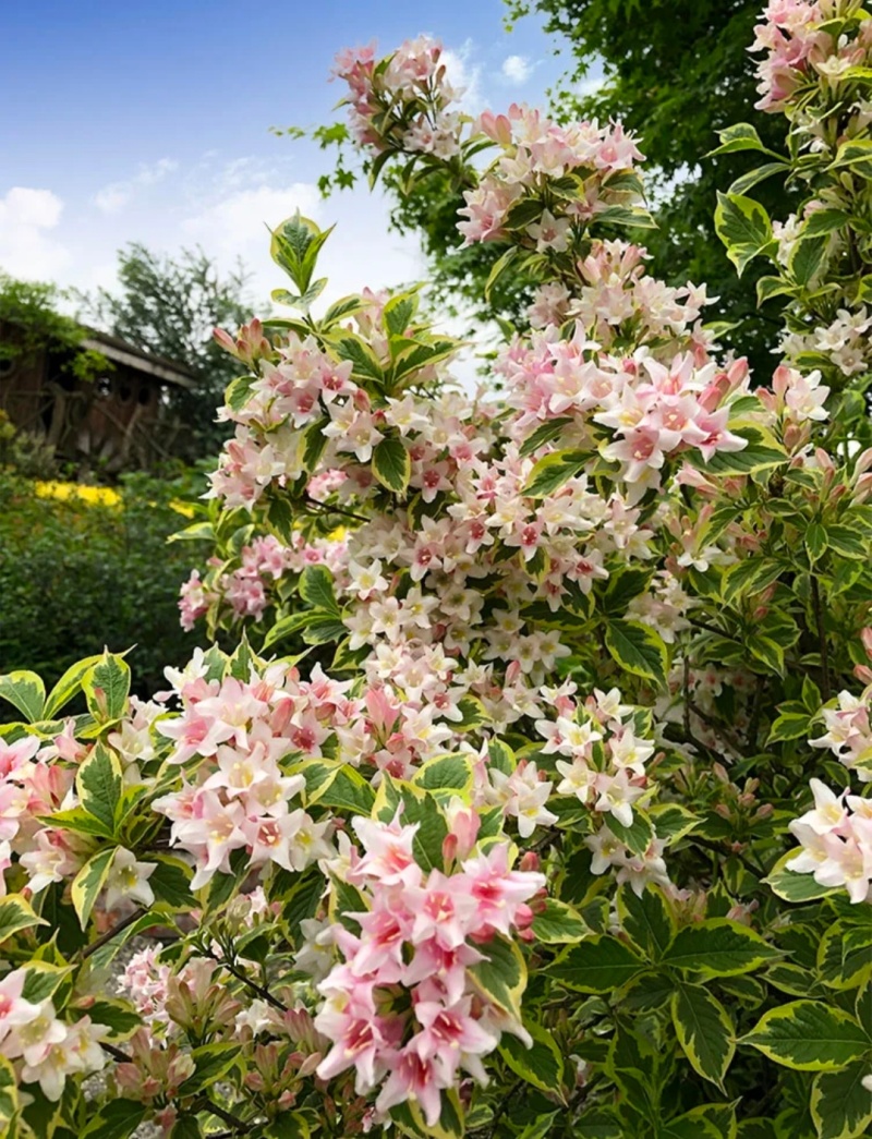 花叶锦带袋苗可用于庭院工程绿化全国各地可发货