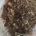 黄精种苗黄精种茎黄精种子多花姜形黄精药典多花黄精