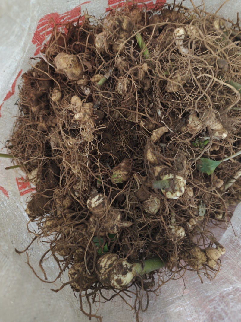 黄精种苗黄精种茎黄精种子多花姜形黄精药典多花黄精