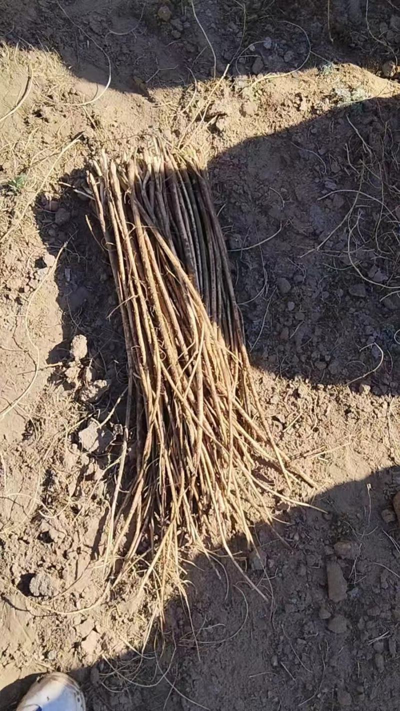 出售黄芪苗