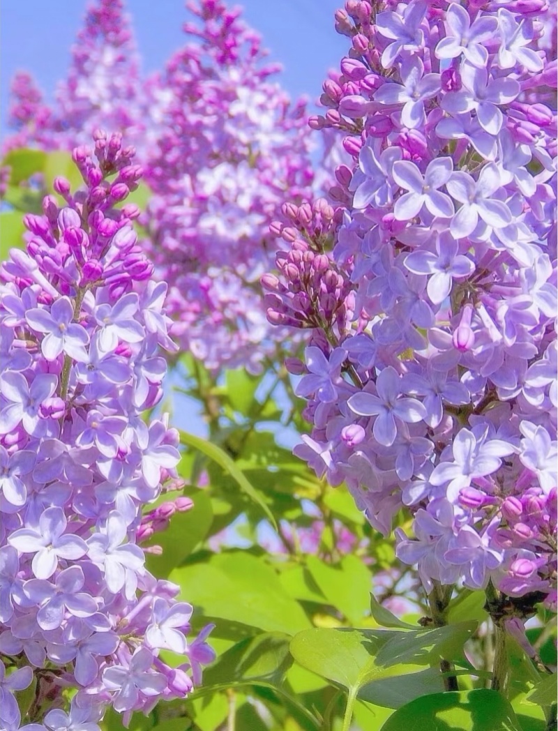 丁香花袋苗可用于园林工程绿化全国各地可发货