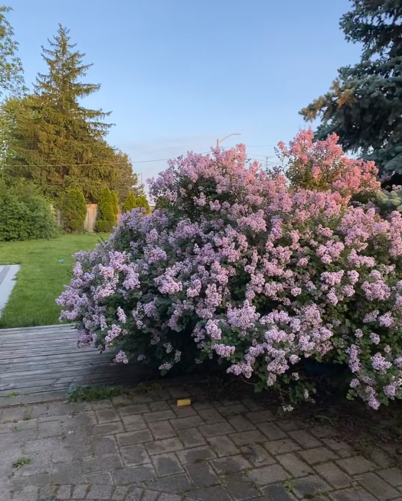 丁香花袋苗可用于园林工程绿化全国各地可发货