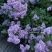 丁香花袋苗可用于园林工程绿化全国各地可发货