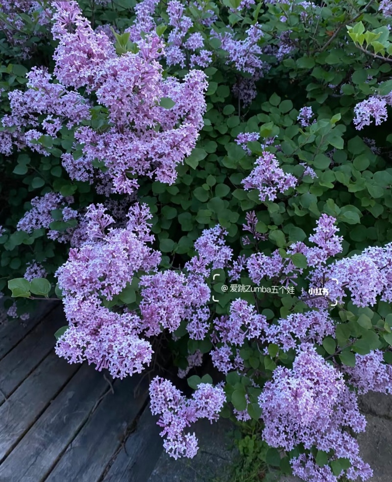 丁香花袋苗可用于园林工程绿化全国各地可发货