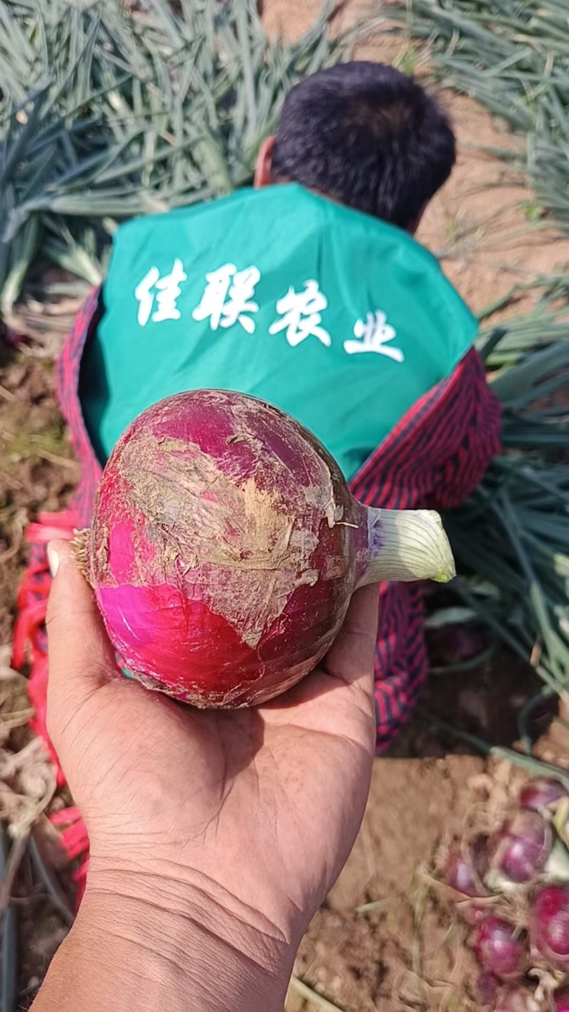 洋葱，黄洋葱红洋葱有现挖80起步无管无双胞……