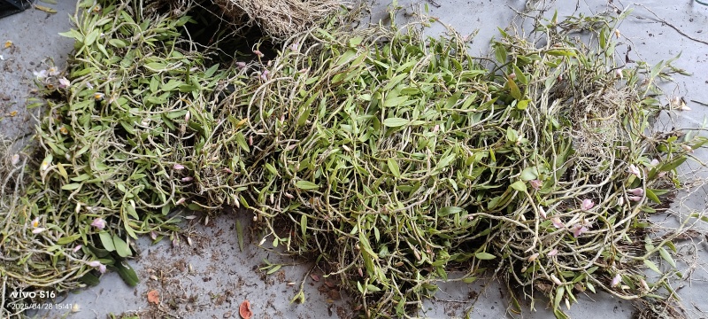 美花石斛