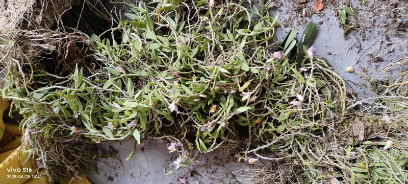 美花石斛