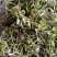 美花石斛