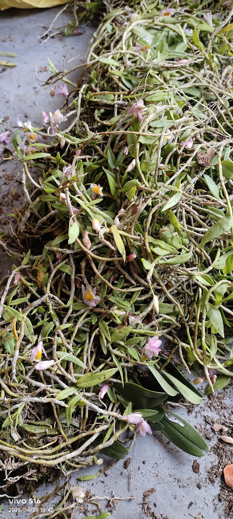 美花石斛