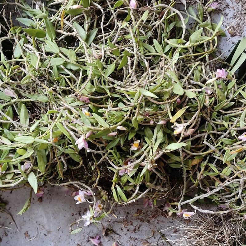 美花石斛