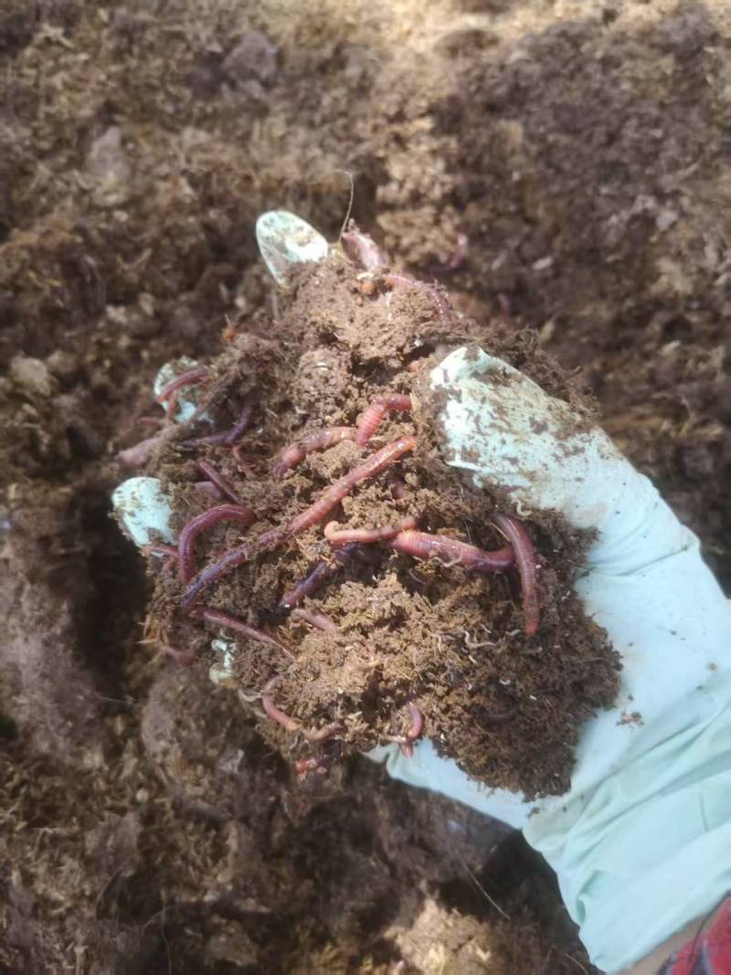 太平2号鲜活蚯蚓