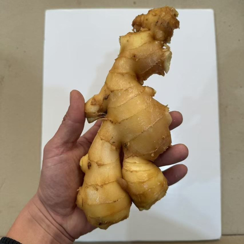 山东昌邑精品水洗大黄姜（市场货、商超货、电商货）大量供应