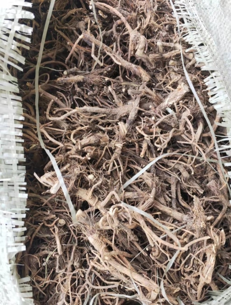前胡，粉质切片野生前胡