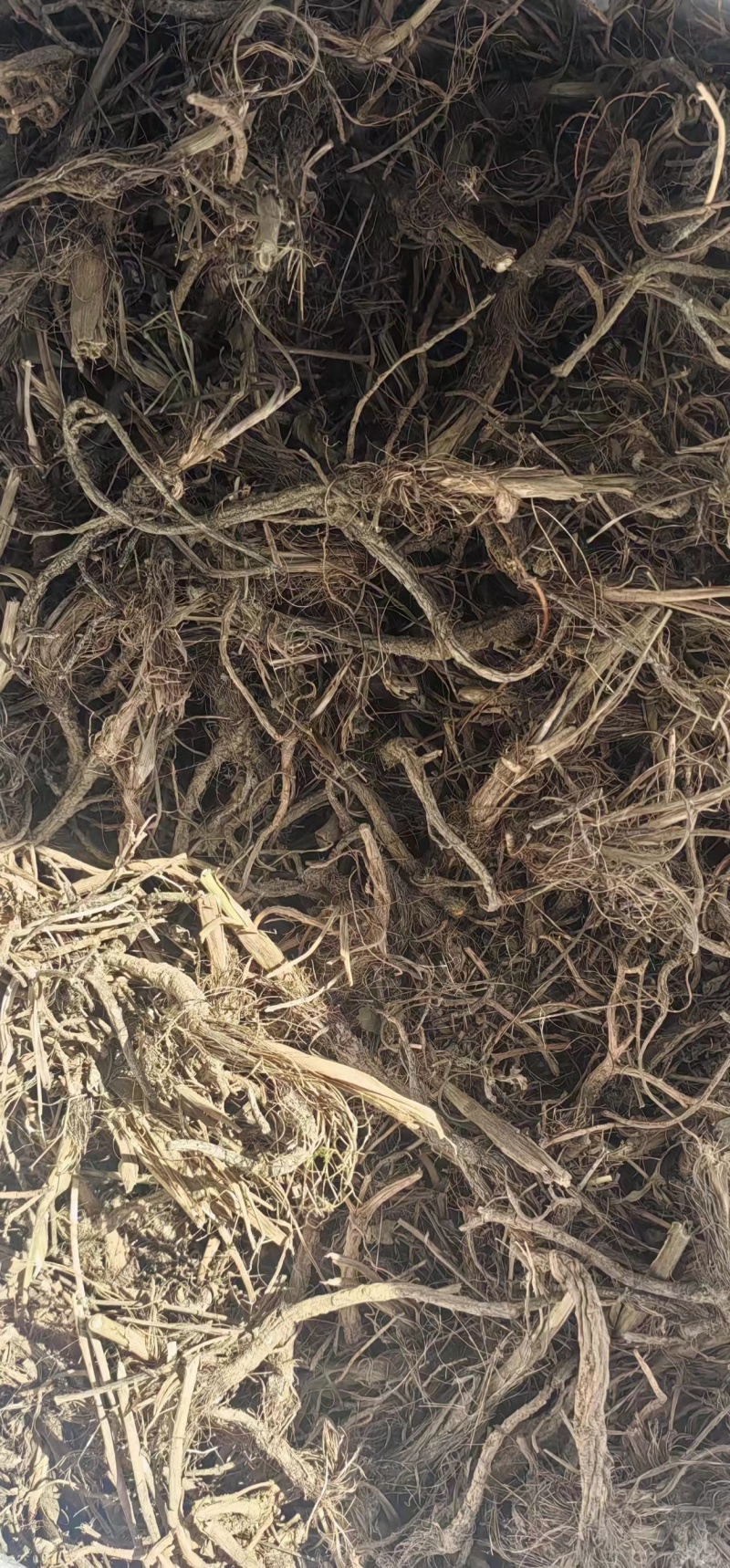 前胡，粉质切片野生前胡