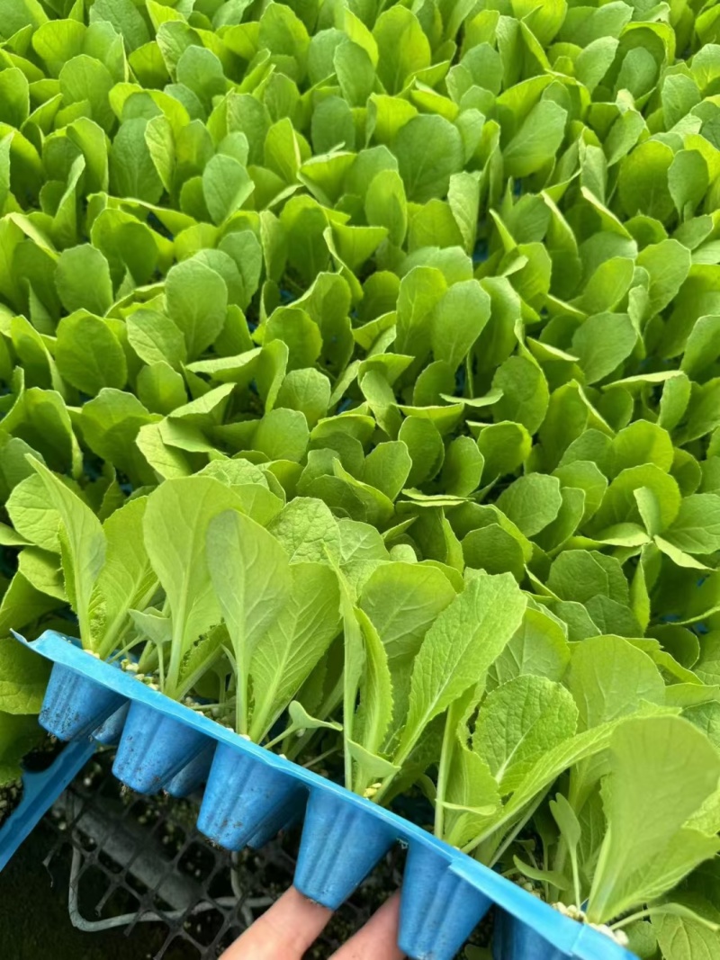 黄心白菜苗结球黄芯白菜春秋兼用品种种苗供应
