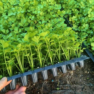 芹菜苗法国皇后百利西芹苗光泽好不空心纤维少脆嫩高产
