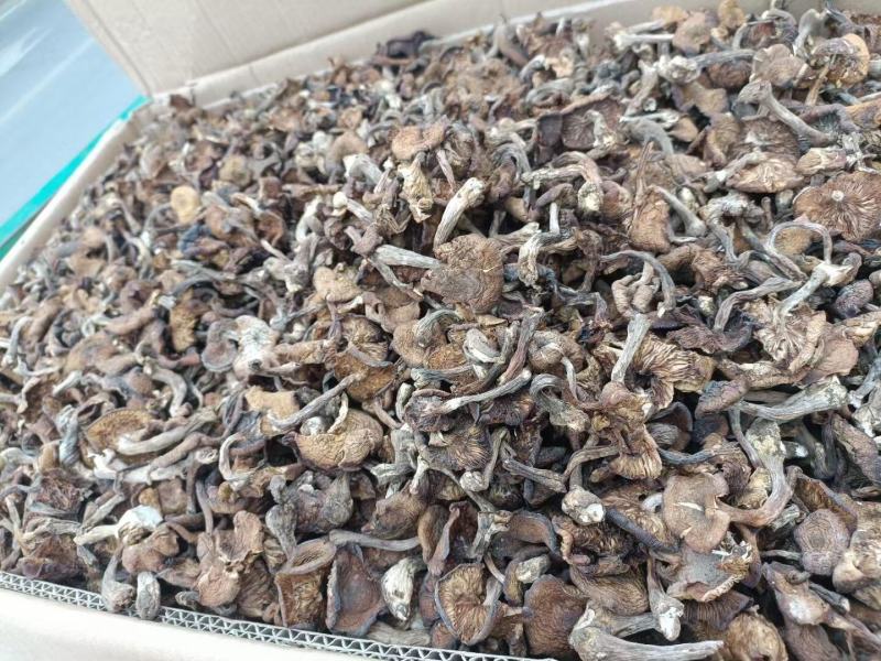 长期供应棒蘑一手批发商