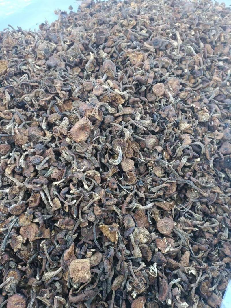 长期供应棒蘑一手批发商