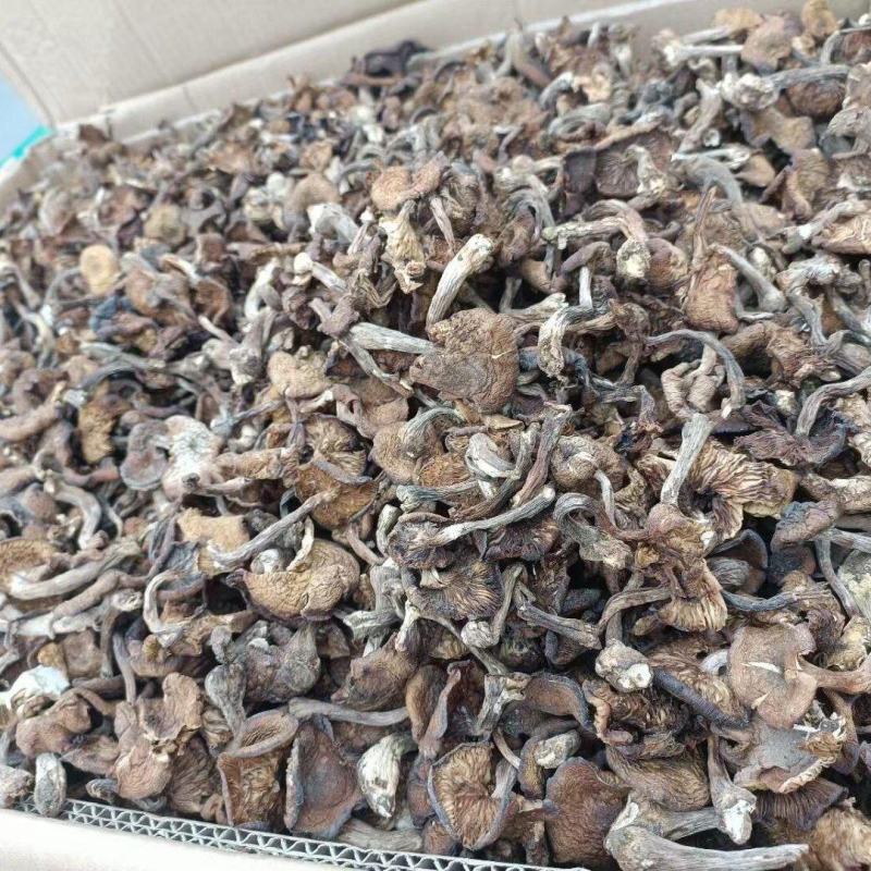 长期供应棒蘑一手批发商