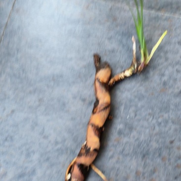水菖蒲