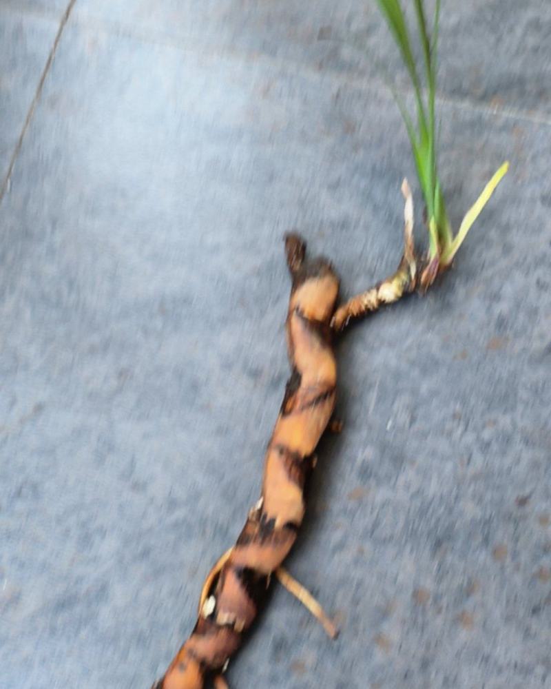 水菖蒲