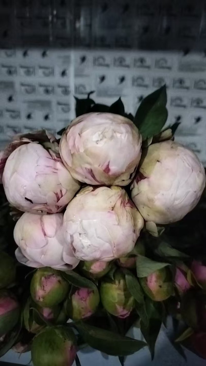 芍药鲜切花，菏泽基地直发，精品观赏芍药，欢迎咨询