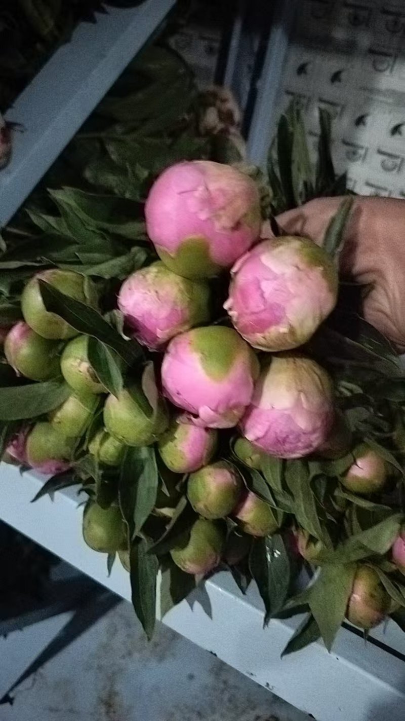 芍药鲜切花，菏泽基地直发，精品观赏芍药，欢迎咨询