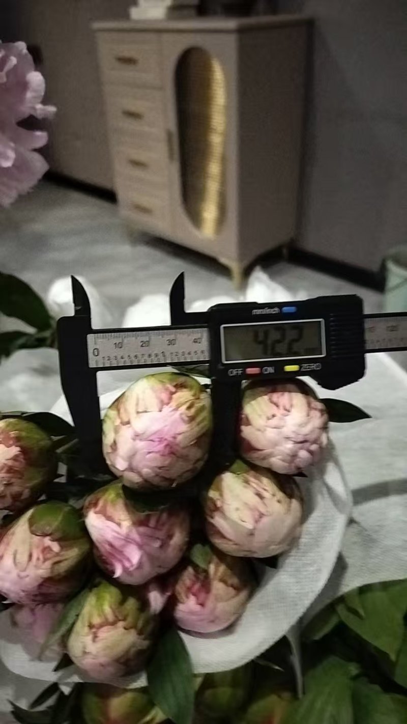芍药鲜切花，菏泽基地直发，精品观赏芍药，欢迎咨询