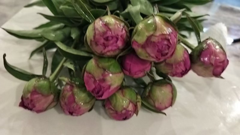 芍药鲜切花，菏泽基地直发，精品观赏芍药，欢迎咨询