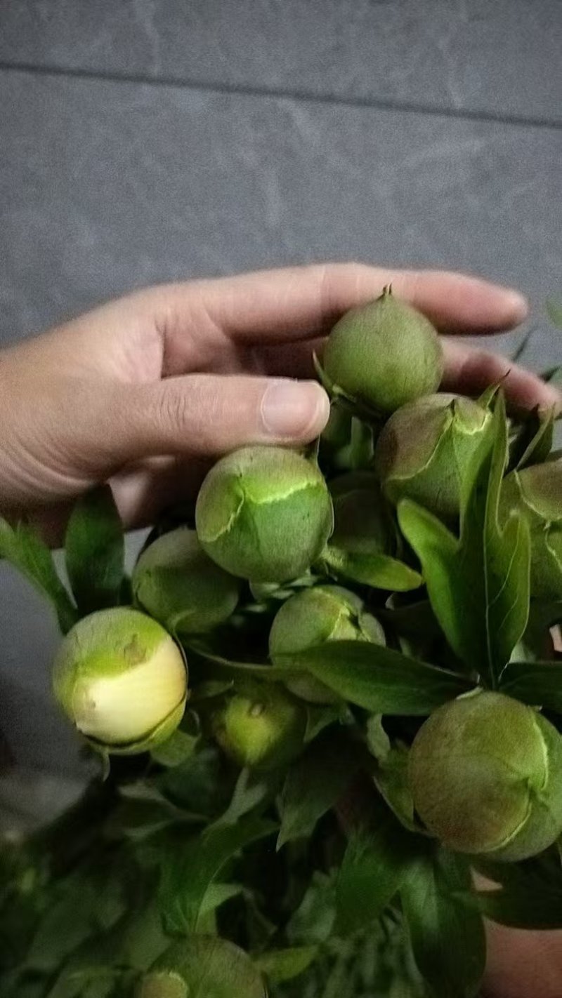 芍药鲜切花，菏泽基地直发，精品观赏芍药，欢迎咨询