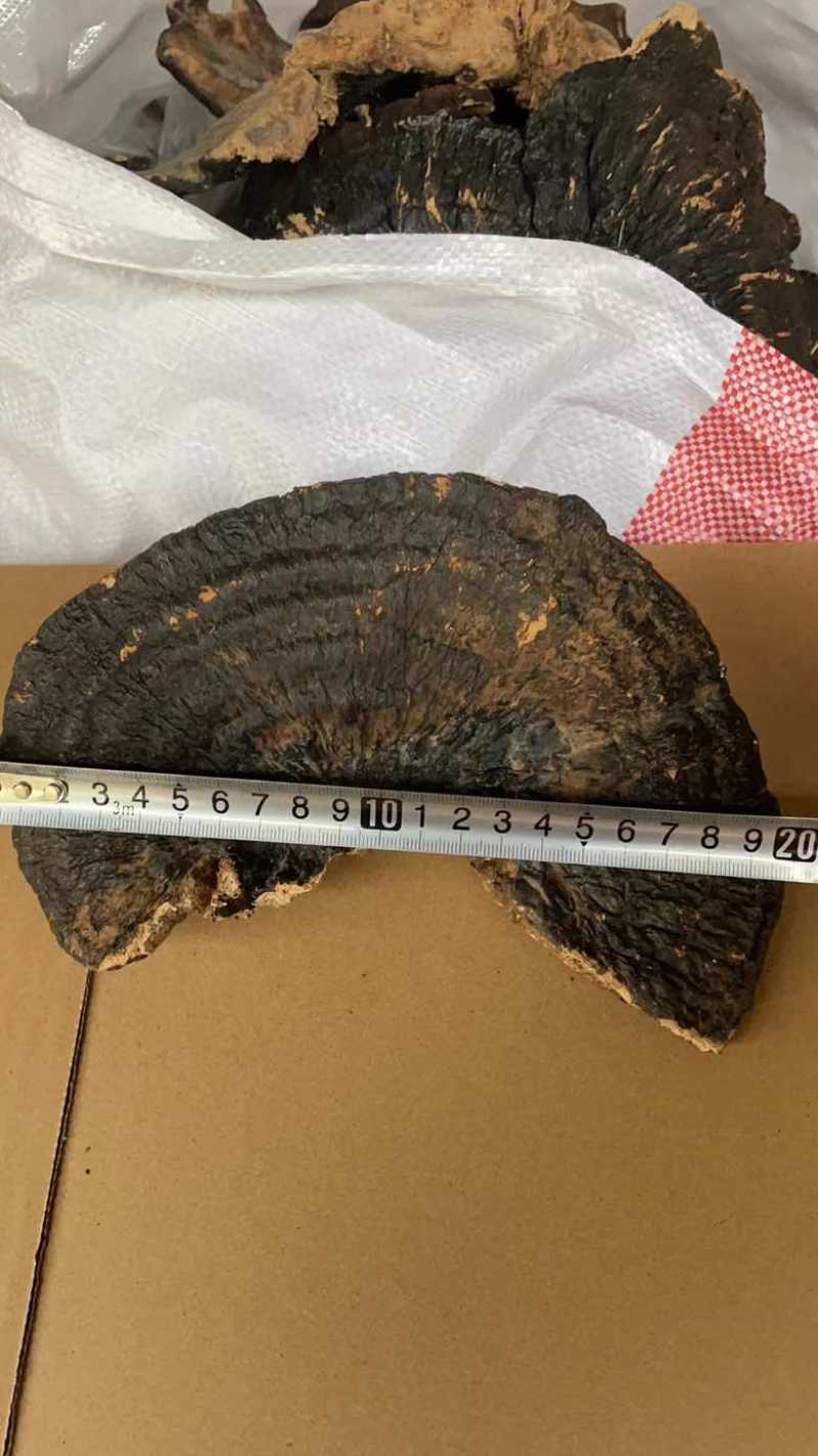 野生薄树芝整个一手货源稳定供货欢迎咨询