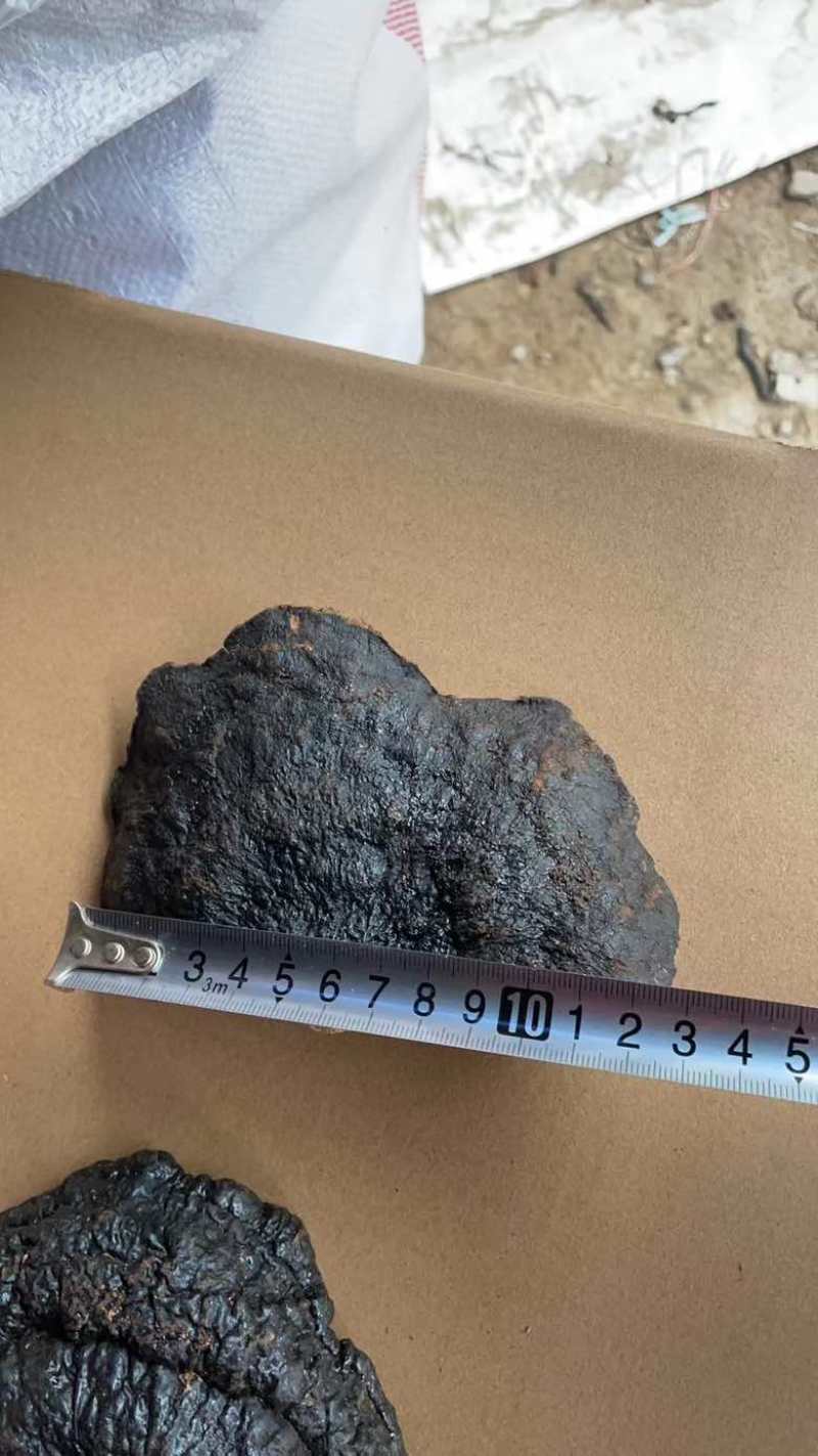 野生薄树芝整个一手货源稳定供货欢迎咨询
