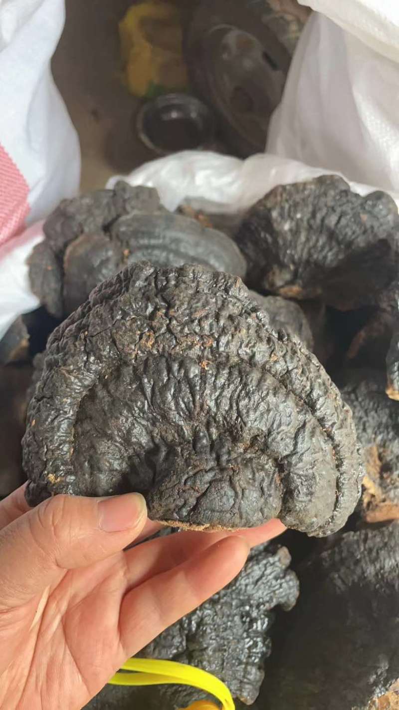 野生薄树芝整个一手货源稳定供货欢迎咨询