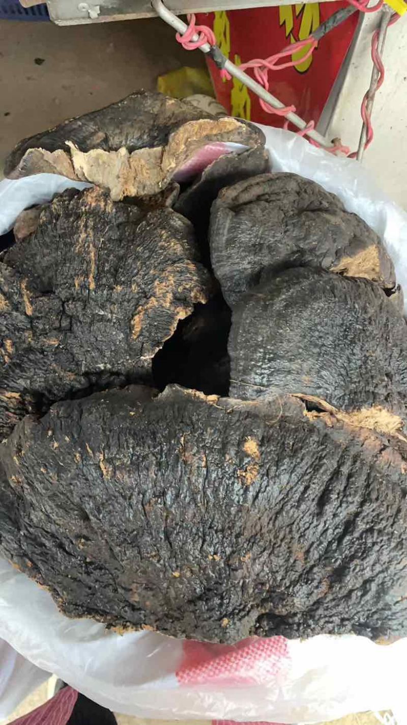 野生薄树芝整个一手货源稳定供货欢迎咨询