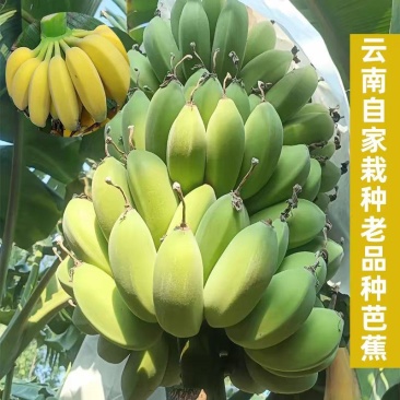 云南广西小米蕉正宗苹果蕉皇帝蕉小香蕉芭蕉一件代发批发