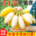 云南广西小米蕉正宗苹果蕉皇帝蕉小香蕉芭蕉一件代发批发
