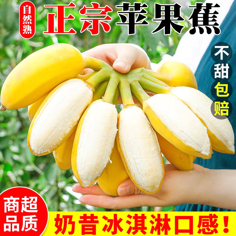 云南广西小米蕉正宗苹果蕉皇帝蕉小香蕉芭蕉一件代发批发