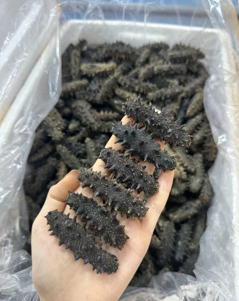 大连辽参新货上新！规格：30-40-50头十倍泡发
