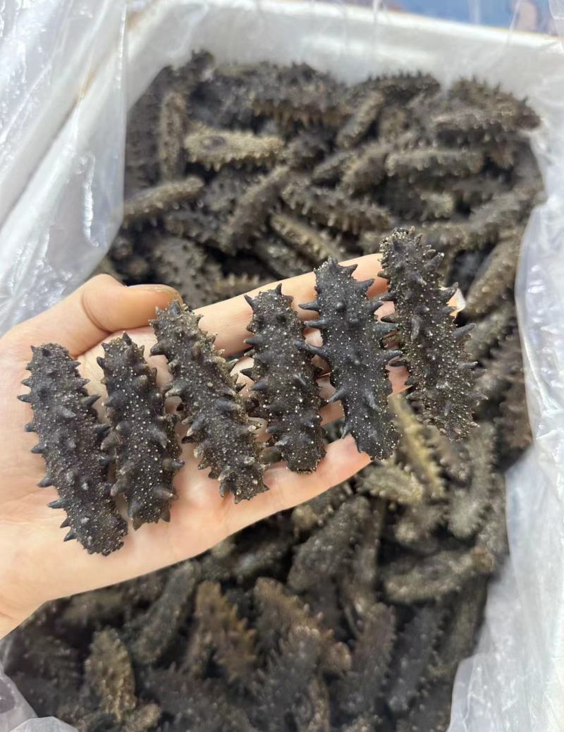 大连辽参新货上新！规格：30-40-50头十倍泡发