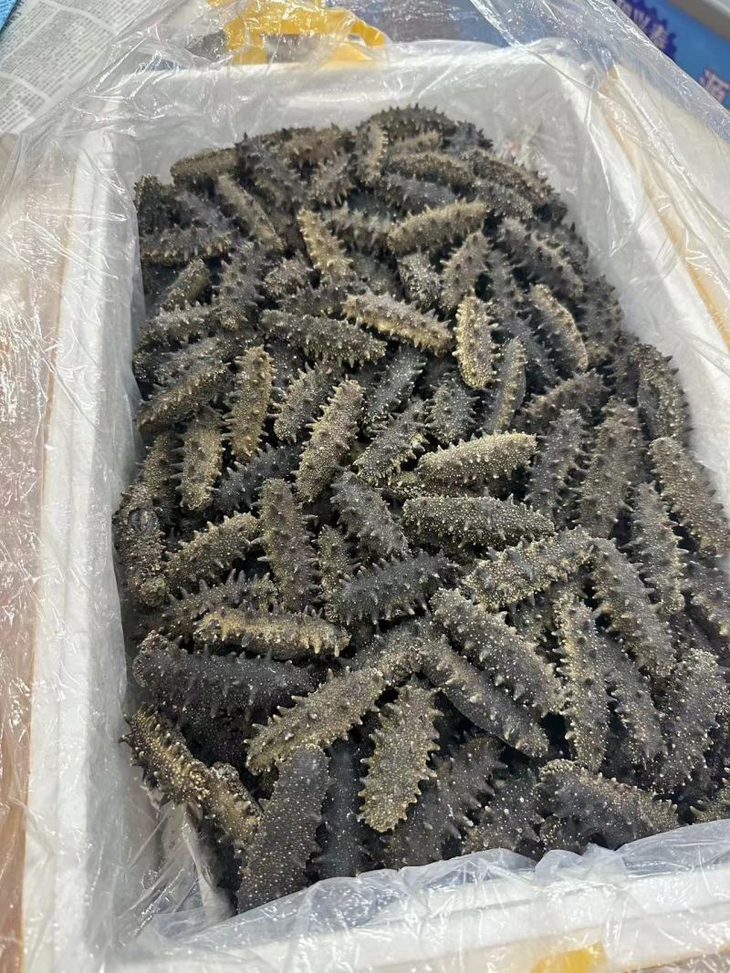 大连辽参新货上新！规格：30-40-50头十倍泡发