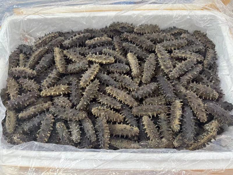 大连辽参新货上新！规格：30-40-50头十倍泡发