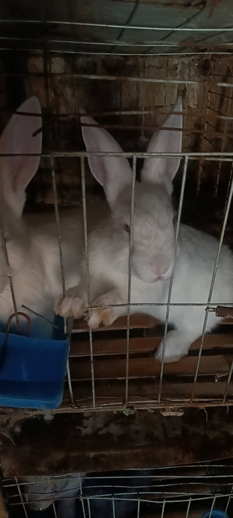 成品兔